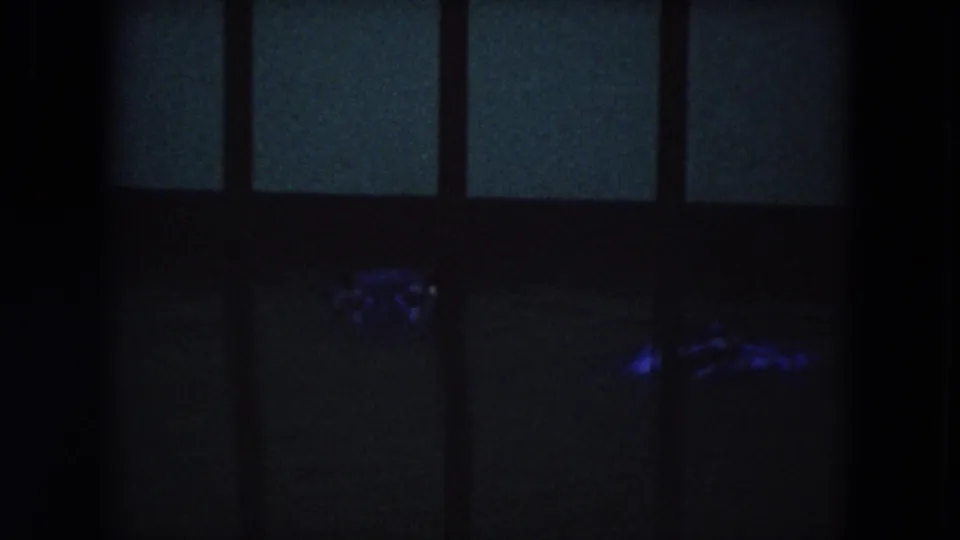 1972 Lincoln Park footage appears to show a crocodilian low in dark water behind vertical bars in a blue-lit enclosure.