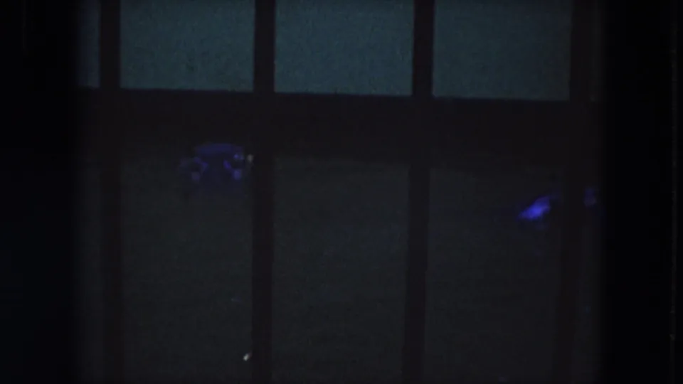 Blue-toned 8mm frame from Lincoln Park shows a crocodilian shape near the surface inside a dark barred exhibit.