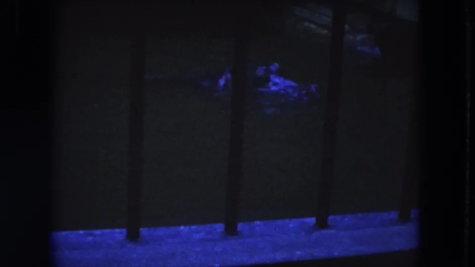 A closer blue highlight reveals the crocodilian more clearly behind the enclosure bars in this 1972 8mm zoo frame.