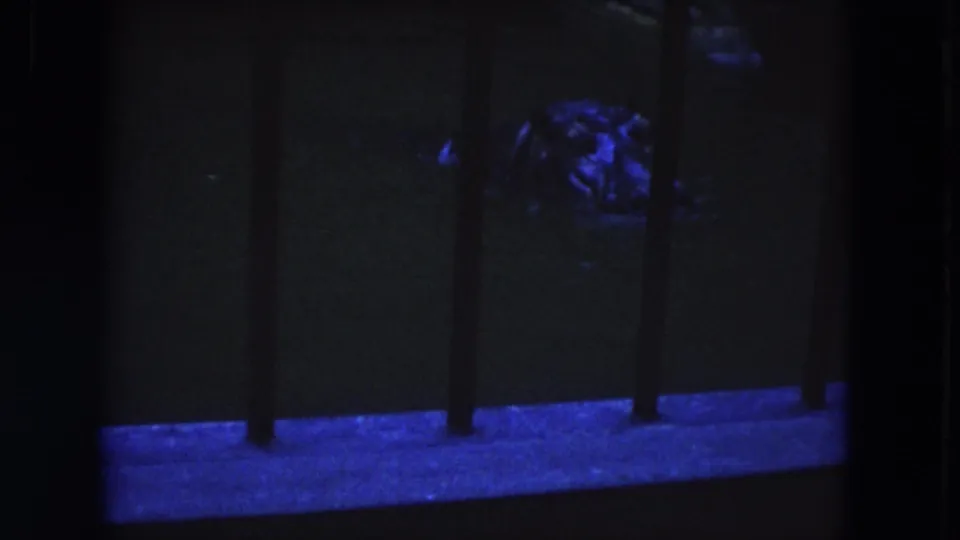 The final frame shows the crocodilian partly surfaced in a dark Lincoln Park enclosure, separated from the camera by vertical bars.