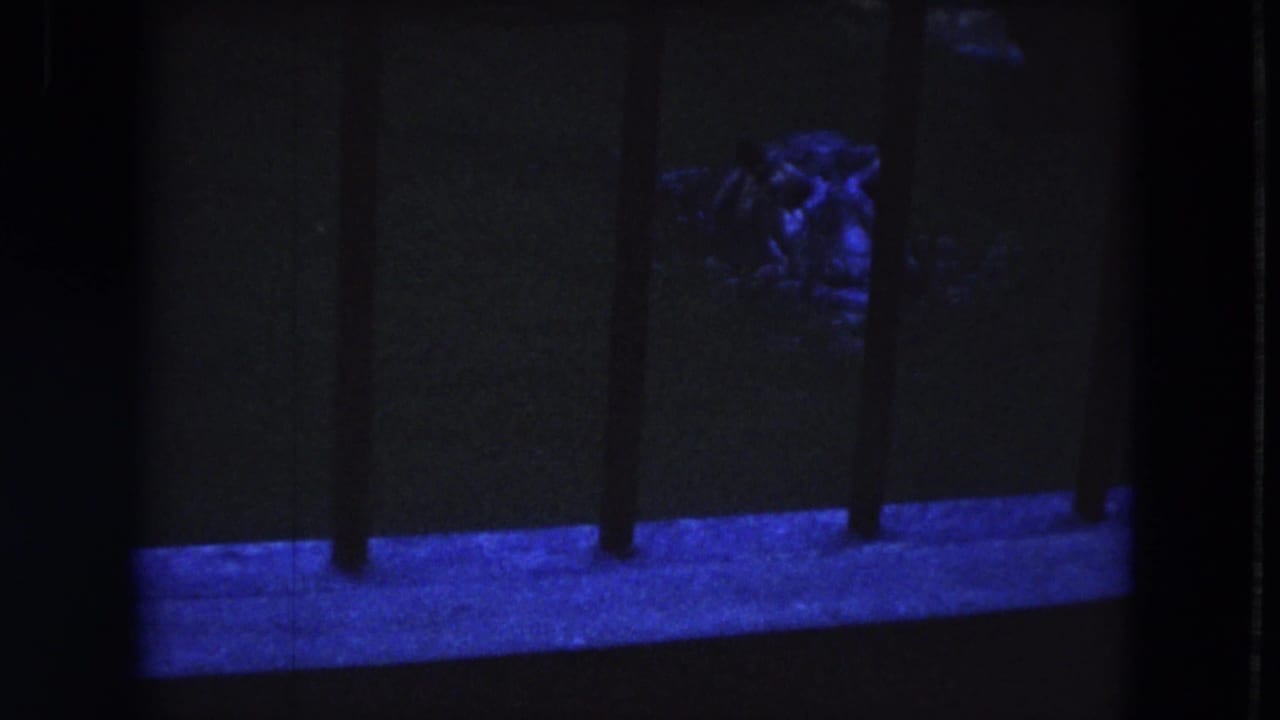 Blue-lit hippo behind vertical bars in a dark zoo enclosure.