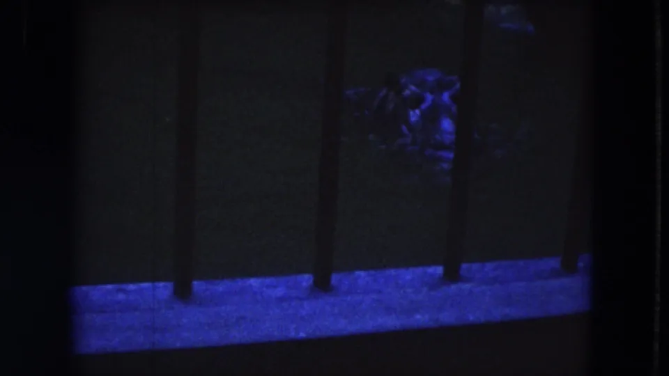 A hippo appears under blue nighttime lighting behind vertical bars at Lincoln Park Zoo in 1972 home-movie footage.