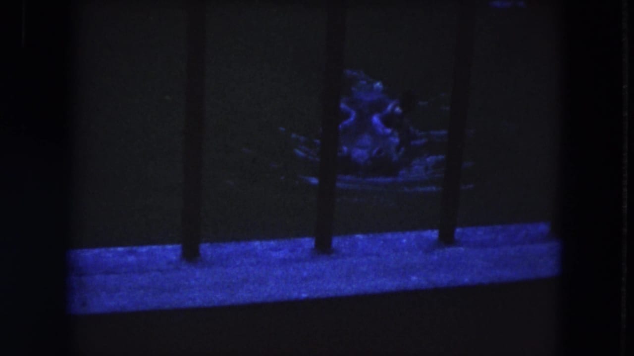 Hippo resting or moving behind bars under blue lighting.