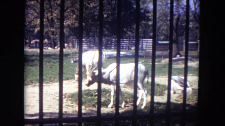 White kudu graze in a sunlit Lincoln Park Zoo paddock with bars, trees, and rail fencing visible in the 1972 footage.