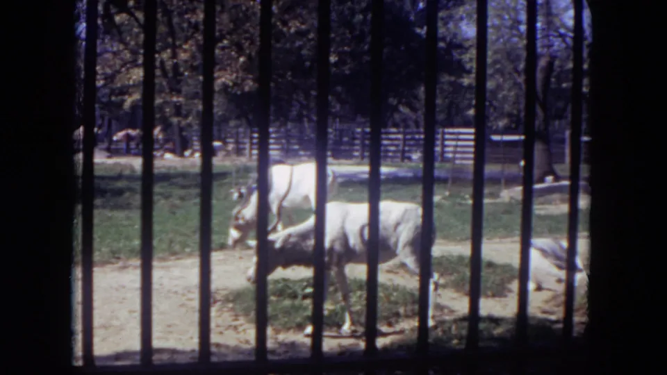 A horned kudu grazes near another white kudu in a sunlit zoo enclosure at Lincoln Park in the 1972 home movie.