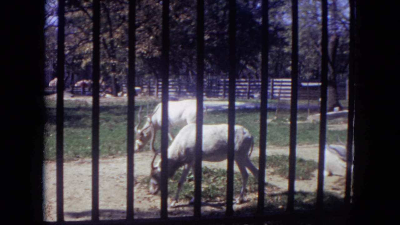 White antelopes graze behind dark vertical zoo bars in a sunlit enclosure.