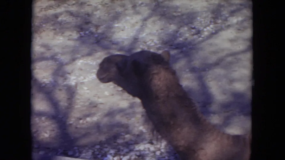 1972 Lincoln Park Zoo frame with a camel in side view, its head turned over a pale dirt and rock enclosure area.