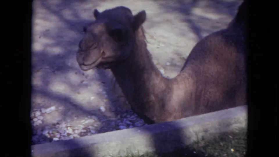 Close 1972 home-movie view of a camel at Lincoln Park Zoo, framed beside a low wall with mottled shadows across the enclosure.