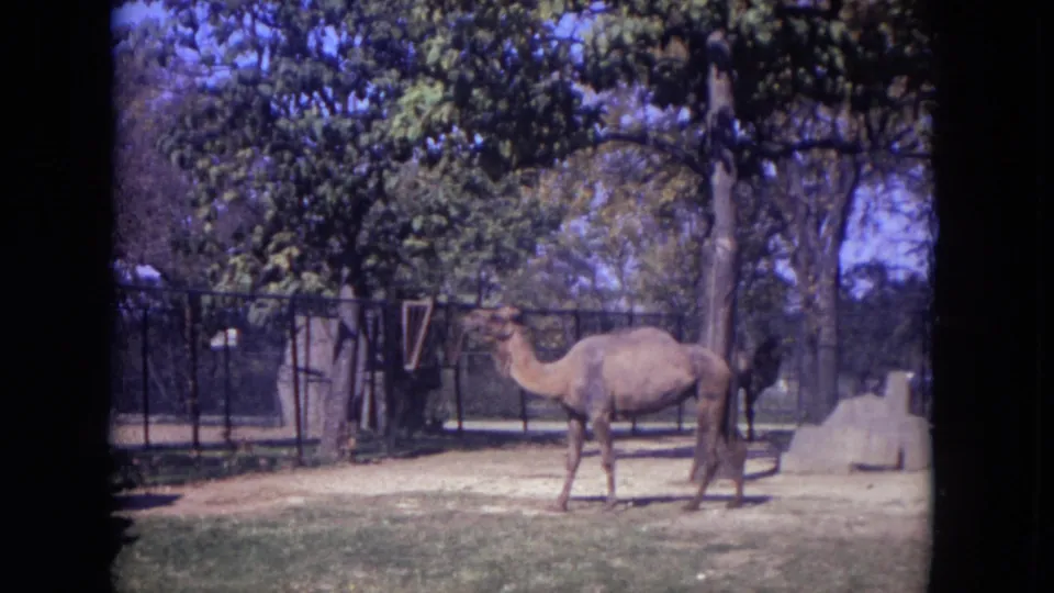 Wide 1972 Lincoln Park Zoo frame showing a camel walking through a dirt enclosure bordered by fencing and leafy trees.
