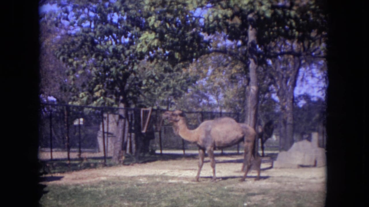 Camel standing in a fenced outdoor zoo enclosure with trees behind it.