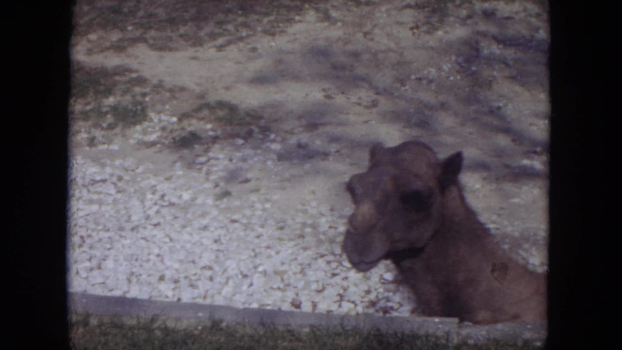 Camel head and neck seen close to a low concrete edge in the enclosure.