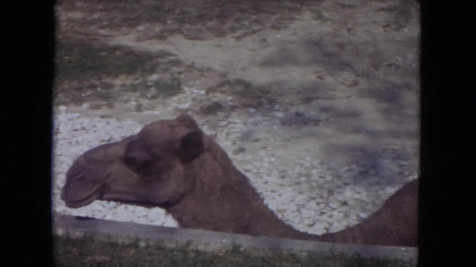 1972 Lincoln Park Zoo home-movie frame showing a side close-up of the camel beside a low enclosure barrier.