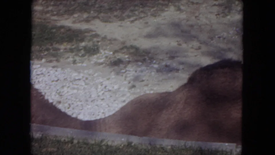1972 8mm close view of the camel's body and neck filling the frame near the Lincoln Park Zoo enclosure edge.