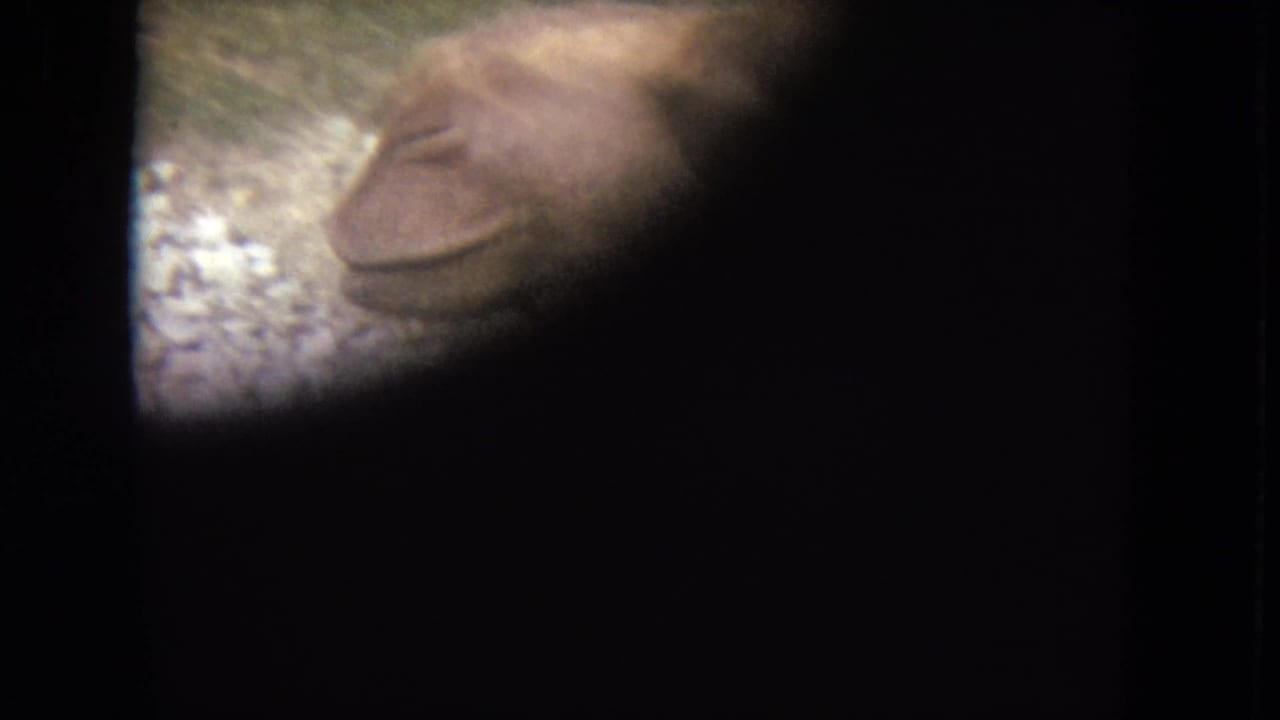 Partly obscured close view of a camel head seen through a dark film frame.