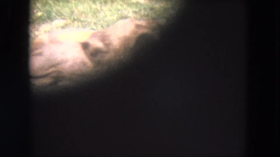 Lincoln Park Zoo camel footage remains partially blocked, showing the animal's head and neck near grass in a faded 8mm frame.
