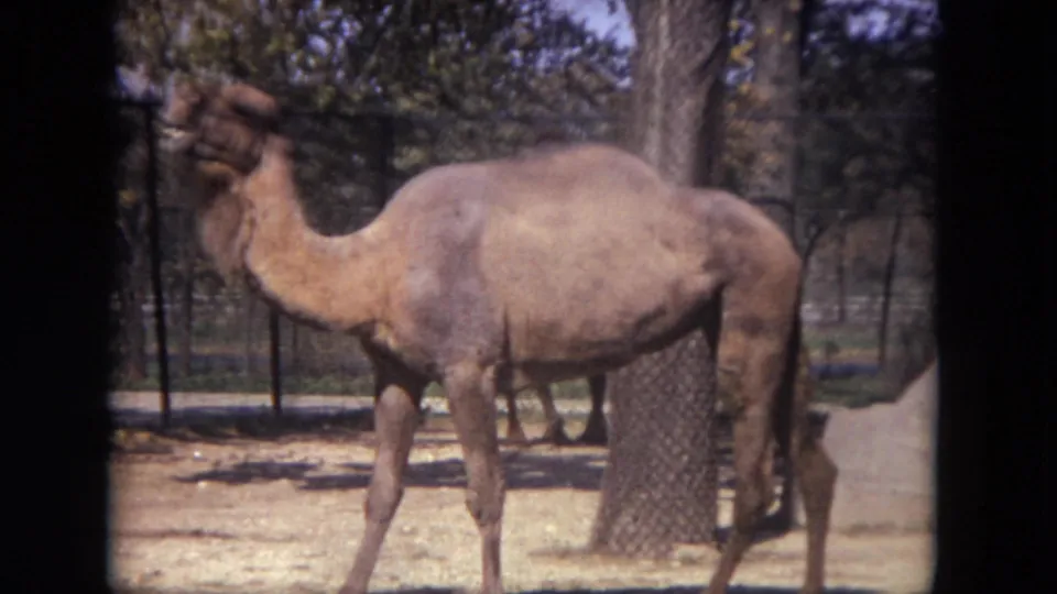 A light brown camel stands in a sunlit outdoor enclosure at Lincoln Park Zoo, with trees and chain-link fencing in the background.