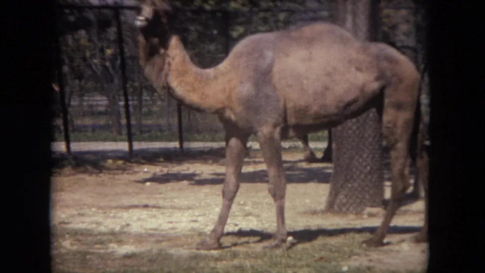 The camel walks through the Lincoln Park Zoo enclosure, framed in soft 8mm color with trees, fencing, and sandy ground visible.