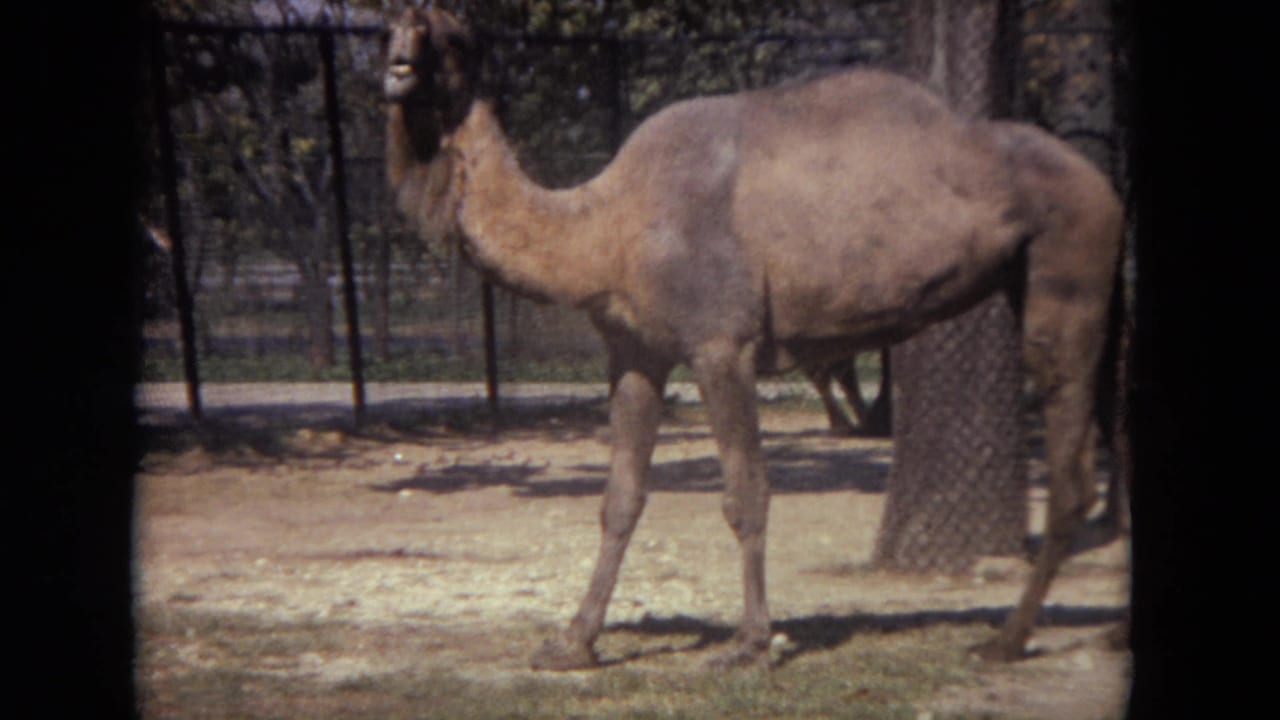 A camel stands in a sandy fenced enclosure at Lincoln Park, Illinois, in 1972 home-movie footage.