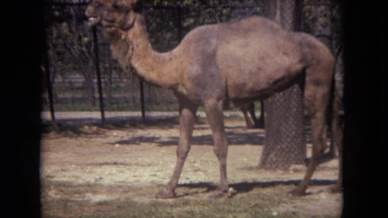 A camel walks slowly through a sandy zoo pen with fencing and trees visible in 1972 Lincoln Park footage.