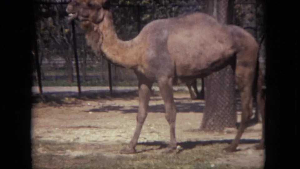 A camel walks slowly through a sandy zoo pen with fencing and trees visible in 1972 Lincoln Park footage.