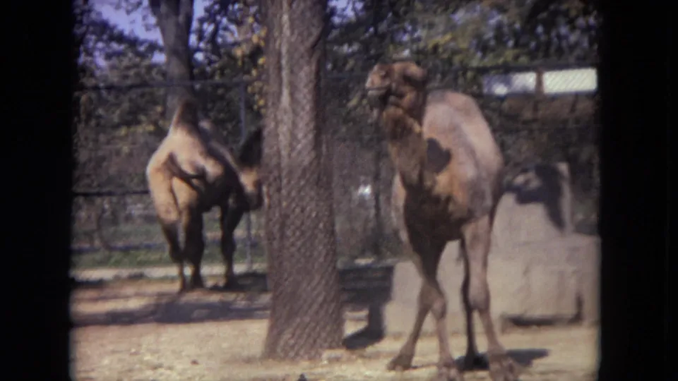 Two camels stand within the Lincoln Park zoo enclosure, with one closer to the camera and one in the background.