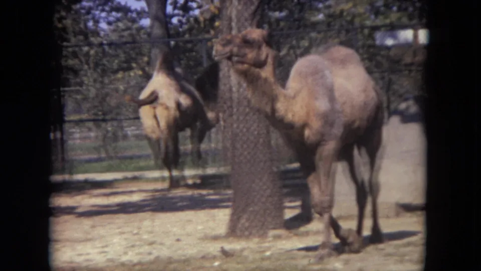 Two camels remain in view inside the fenced Lincoln Park enclosure, framed by trees and sandy ground.