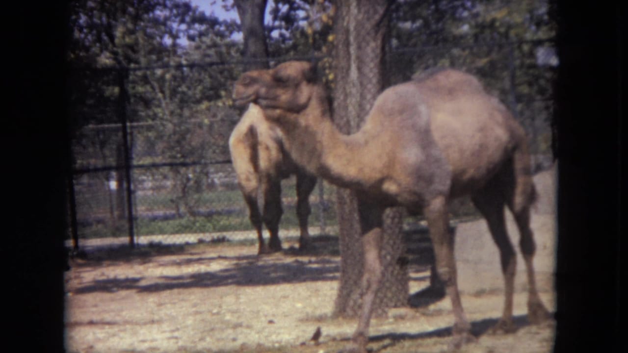 Camel standing in a zoo dirt enclosure near fencing and a tree trunk.