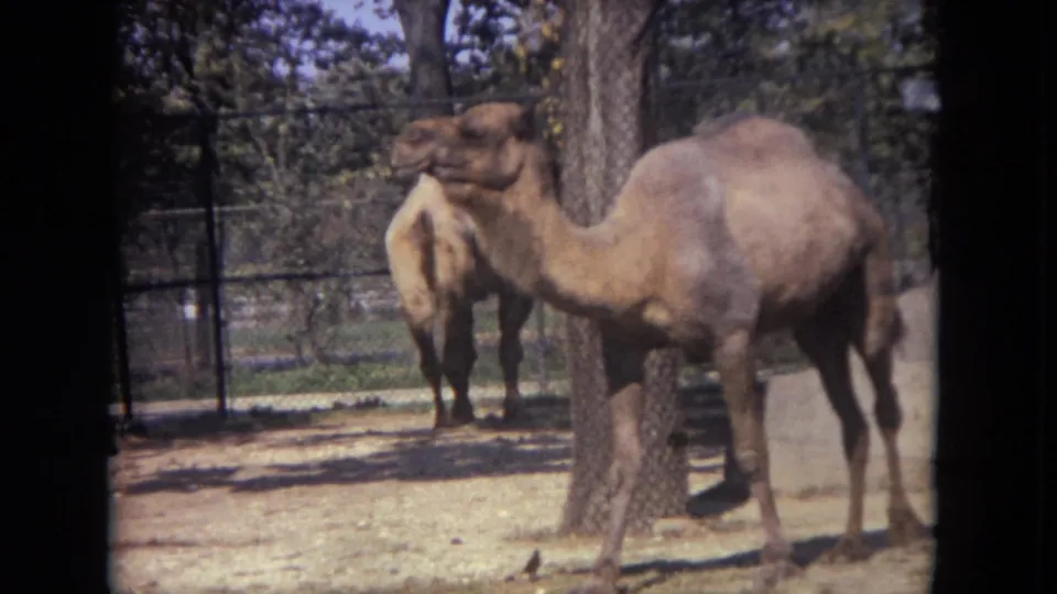 A camel stands in a Lincoln Park zoo enclosure in 1972-era 8mm footage, with chain-link fence, dirt ground, and trees visible.