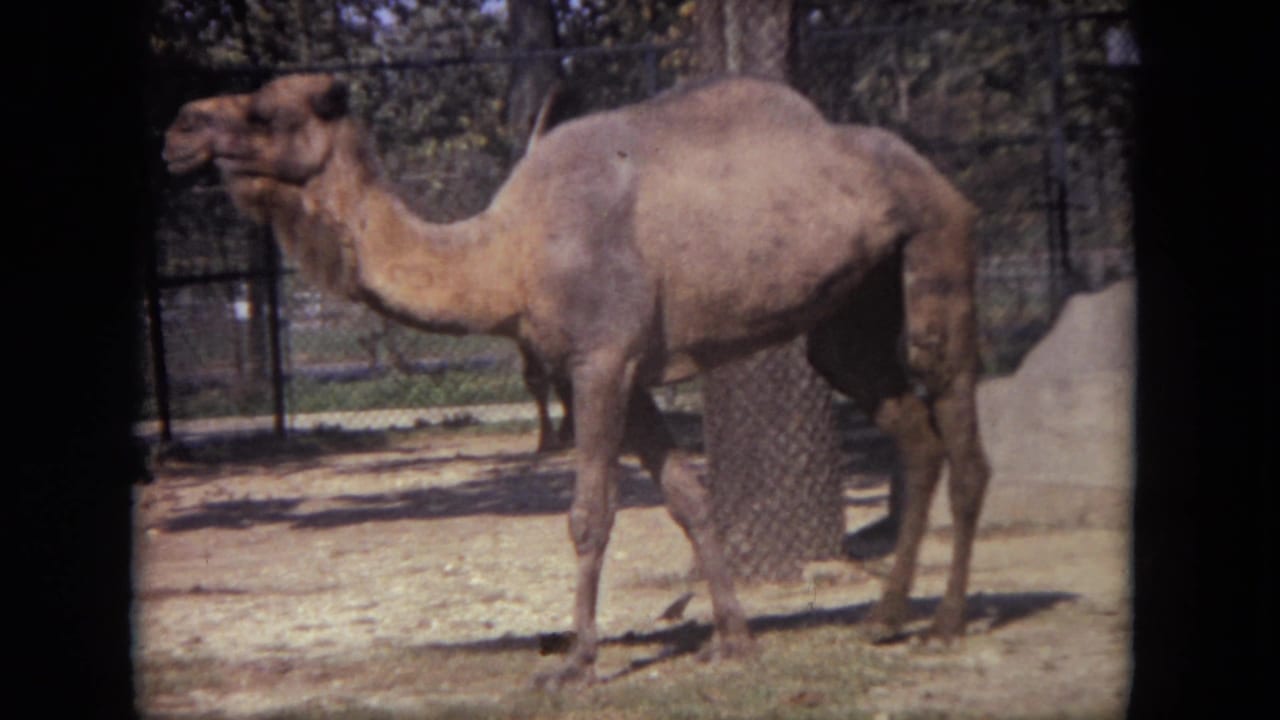 Camel shown side-on in a zoo enclosure with fence, dirt ground, and trees.