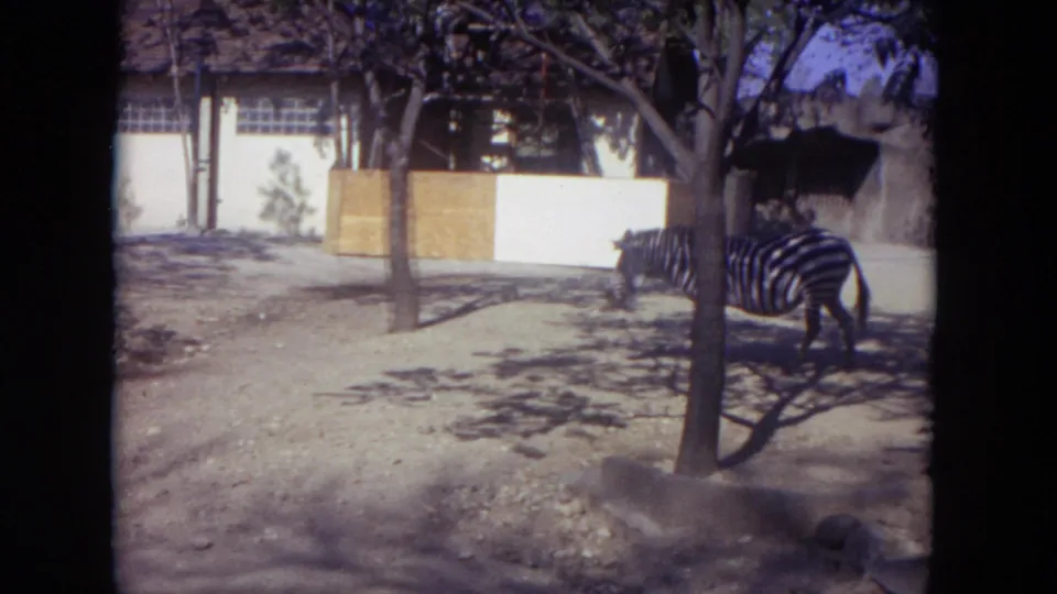 A zebra lowers its head in a Lincoln Park zoo enclosure, with trees, enclosure walls, and sunlit dirt ground in the 8mm frame.