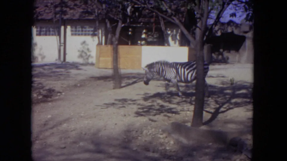 A zebra moves through a Lincoln Park, Illinois zoo enclosure in 1972 home-movie footage, with a tree, wall, and shaded yard visible.