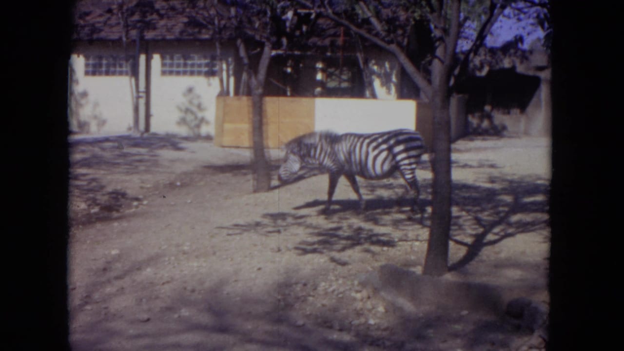Zebra walking across a dusty zoo enclosure near trees and a white building.