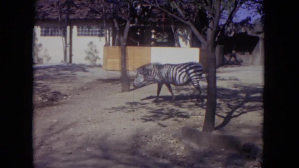 1972 Lincoln Park Zoo 8mm frame showing a zebra walking through a dusty enclosure near trees and a white building.