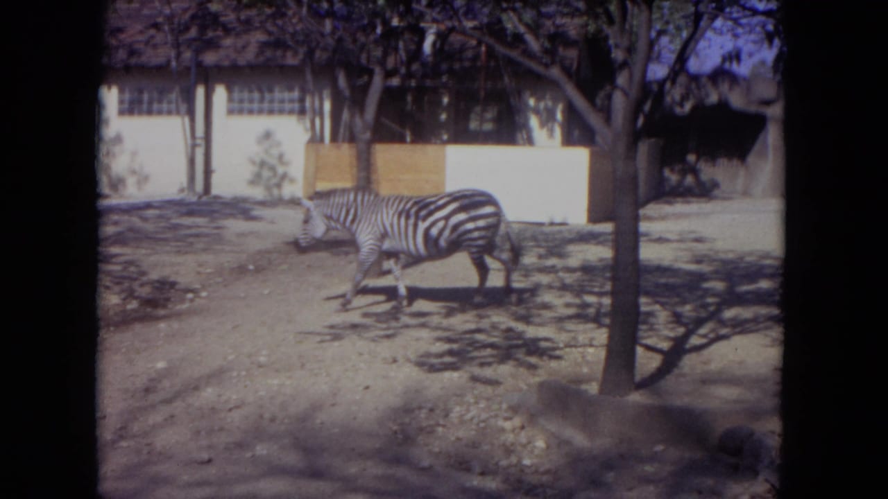 Zebra continuing across the enclosure beside tree shadows and a low building.