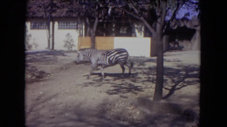 1972 Lincoln Park Zoo frame with a zebra moving past trees, shadows and a low white zoo building.