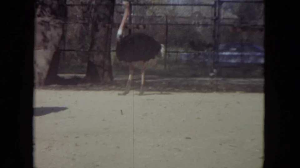 1972 Lincoln Park Zoo 8mm frame showing an ostrich standing in a sandy enclosure behind chain-link fencing.