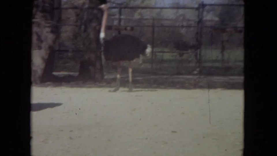 1972 Lincoln Park Zoo frame showing an ostrich upright in a sandy fenced enclosure with trees and a car behind it.