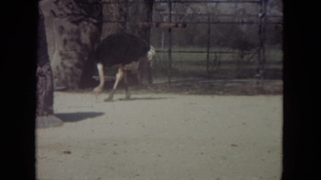 Ostrich walking across a sandy zoo enclosure near a fence and trees.