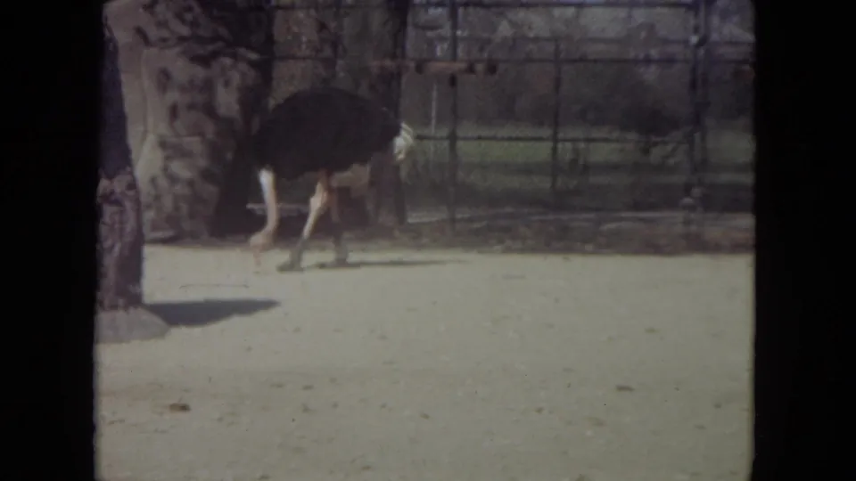 1972 Lincoln Park Zoo home-movie frame showing an ostrich in a sandy enclosure with chain-link fencing and trees behind it.