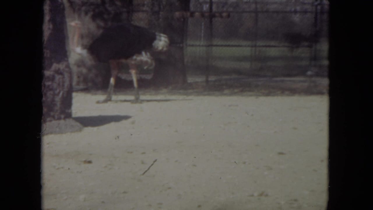 Ostrich standing in a sandy enclosure with fencing behind it.