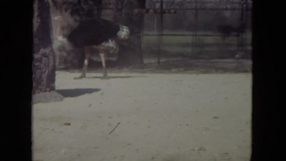 1972 Lincoln Park Zoo frame of an ostrich standing in profile inside a sandy fenced enclosure under daylight.