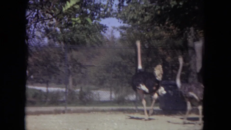 1972 Lincoln Park Zoo home-movie frame showing two ostriches close together near a sandy enclosure edge and chain-link fence.