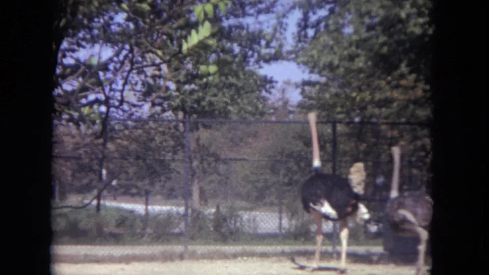 1972 Lincoln Park Zoo frame showing two ostriches partly near the frame edge, with chain-link fencing, trees, and soft 8mm color.