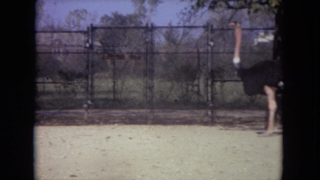 Ostrich standing in a sandy zoo enclosure behind a chain-link fence.