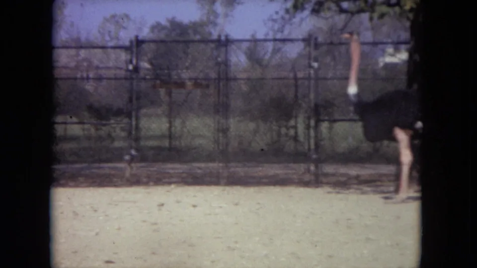 1972 8mm Lincoln Park Zoo view of an ostrich partly framed at the right edge behind a chain-link fence.