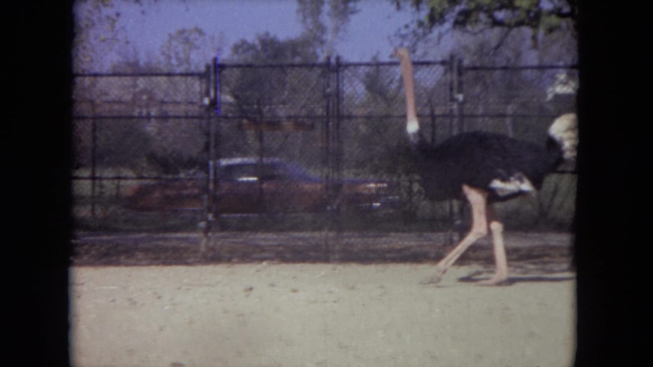 Ostrich walking across a sandy enclosure with fencing and trees behind it.