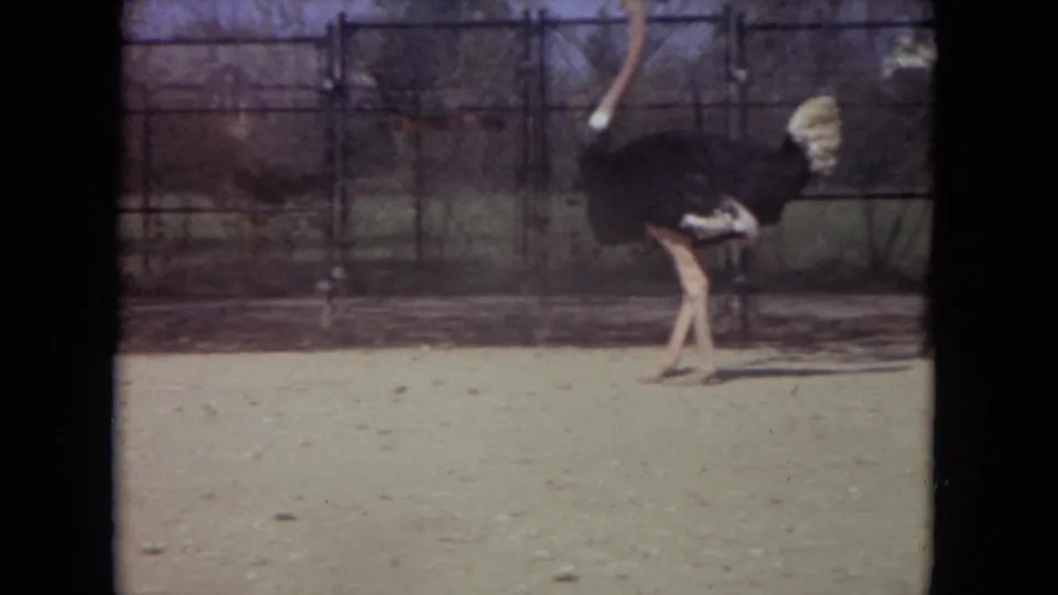 Closer 1972 8mm view of an ostrich walking in a sandy zoo enclosure behind chain-link fencing.