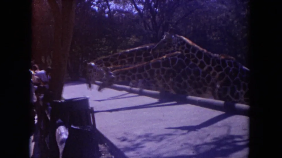 1972 Lincoln Park Zoo frame showing a giraffe neck and patterned body near a paved visitor path.