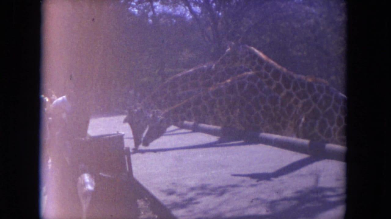 Giraffes stand near a zoo railing beside a shaded walkway.