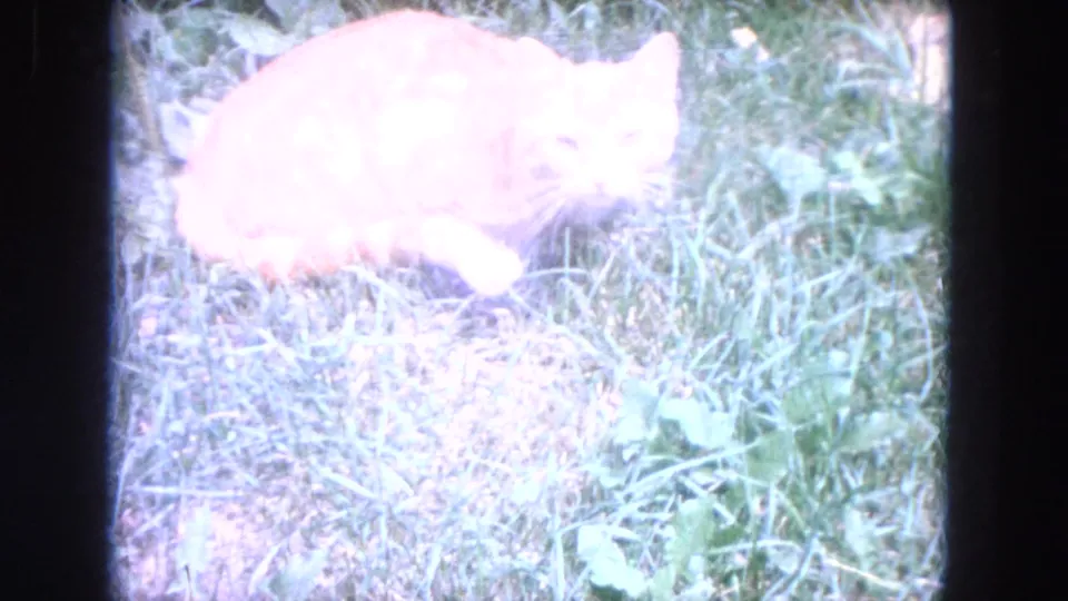1972 home-movie frame showing an orange cat in grass, overexposed in places with soft color and visible 8mm texture.